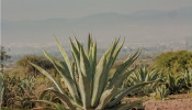 Aloe Vera green leafed plant.