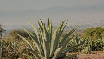 Aloe Vera green leafed plant.