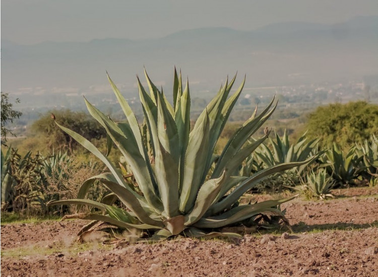 Aloe Vera green leafed plant.