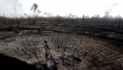 A burned tract of Amazon jungle is pictured as it is cleared by loggers and farmers near Porto Velho