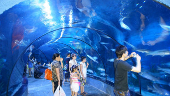 The largest Oceanarium in the Philippines is now open in Cebu. 