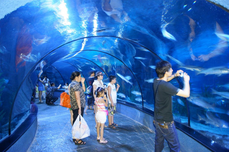 The largest Oceanarium in the Philippines is now open in Cebu. 