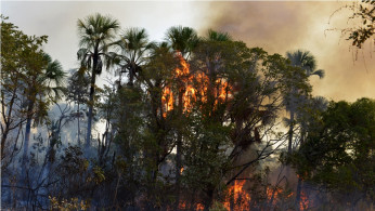 Amazon fires
