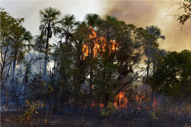Amazon fires