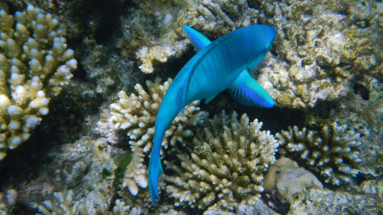 The Land Down Under is the largest island in the world that houses a lot of environmental spots. 