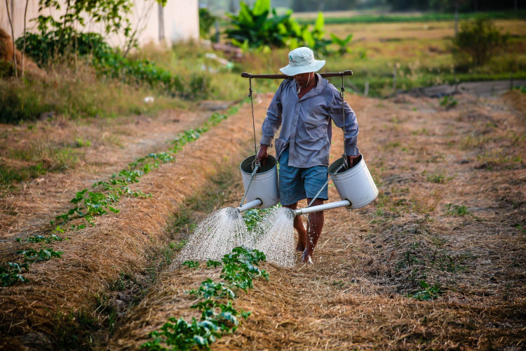 Man watering the plants during daytime.