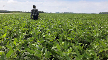 US SOYBEANS