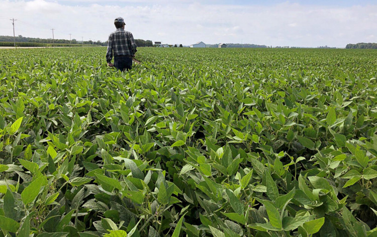 US SOYBEANS