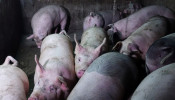 China Pork Industry